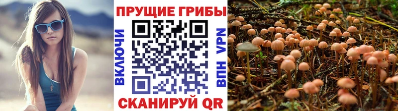 Купить  Заречный  Галлюциногенные грибы GOLDEN TEACHER 